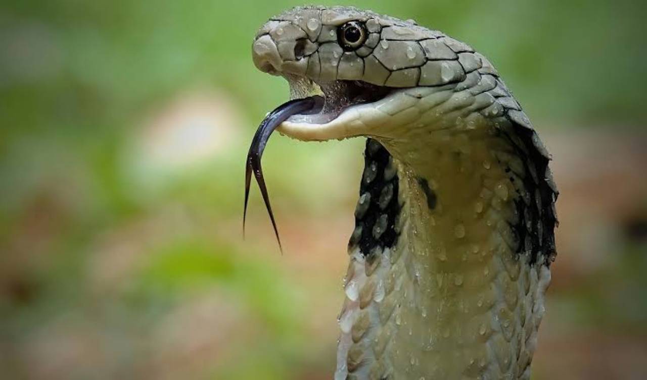 Rüyada Yılan Görmek: Anlamı ve Yorumları